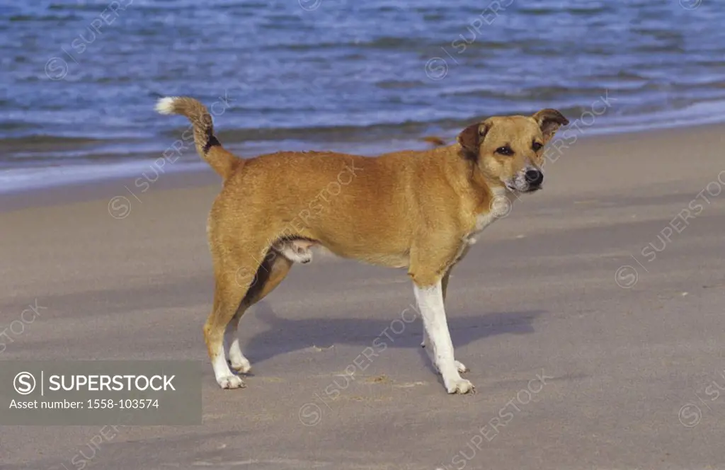 Half-breed dog, beach,