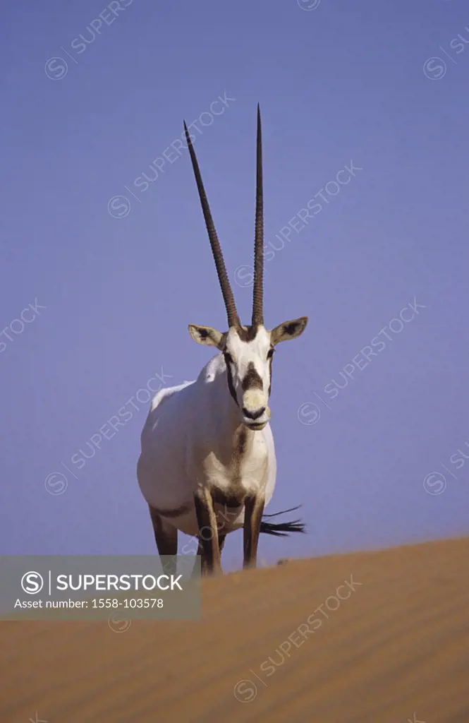 Arabische Oryxantilope, Dubai, Oryx leucoryx