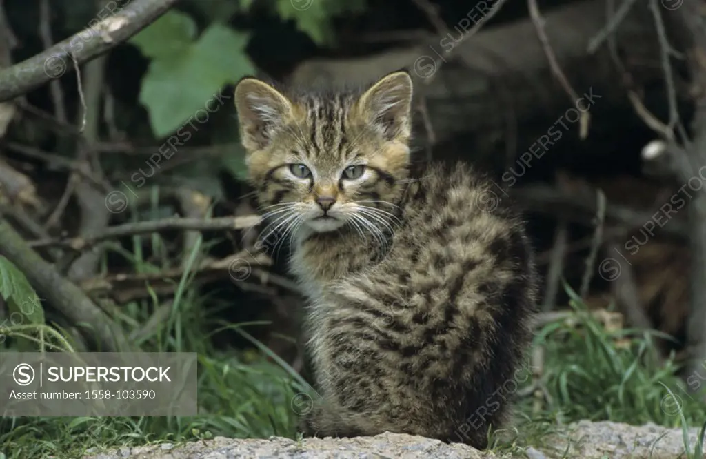European wildcat, Felis silvestris, young