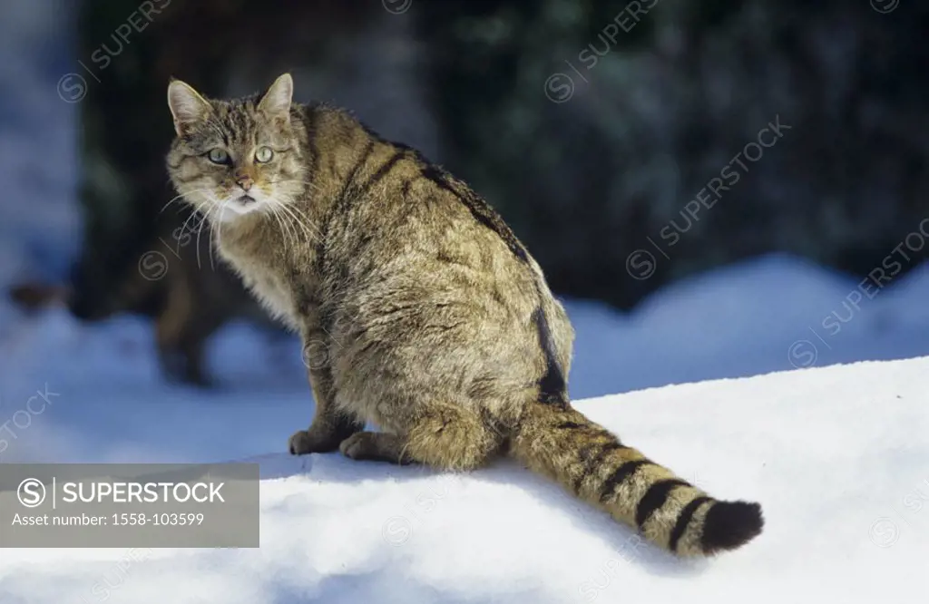 European wildcat, winters, Felis silvestris