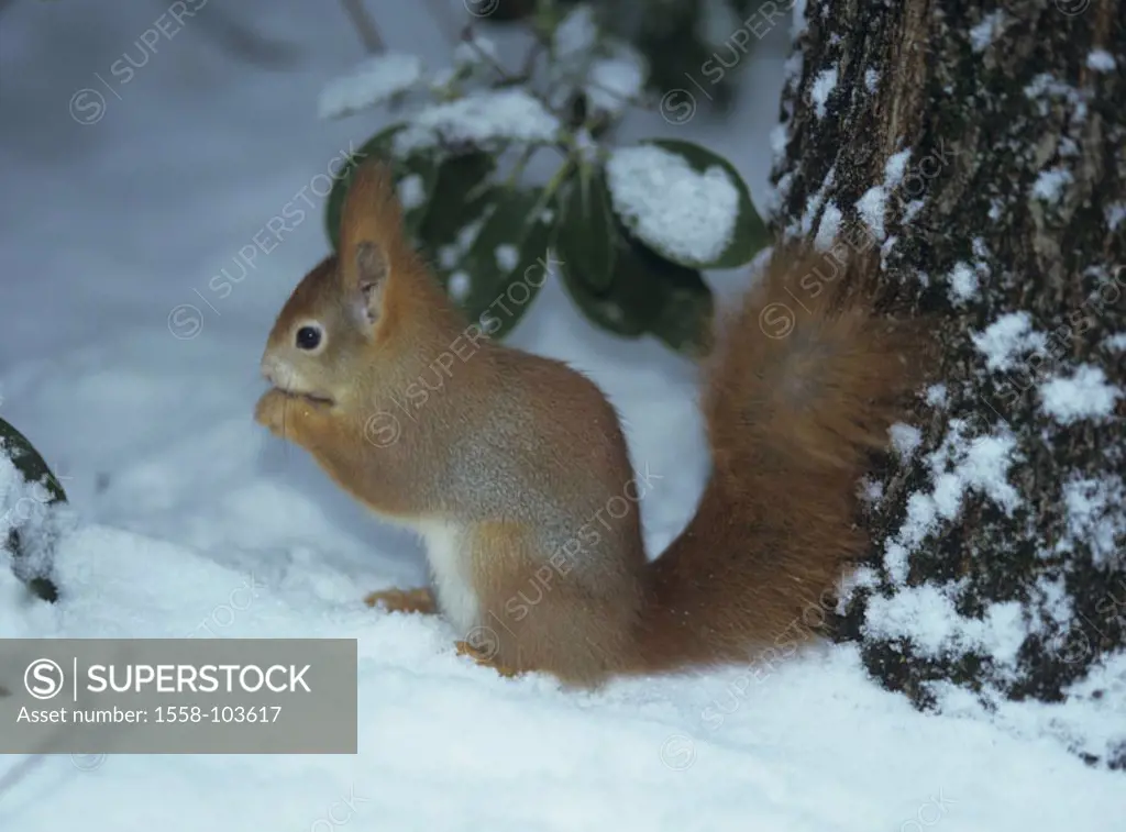 Squirrels, Sciurus vulgaris, snow