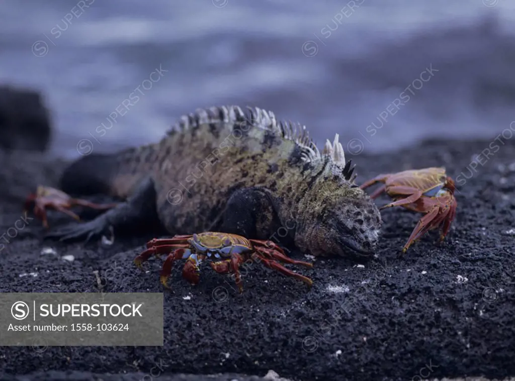 Galapagos-Meerechse, Amblyrhynchus cristatus, crabs, rocks,
