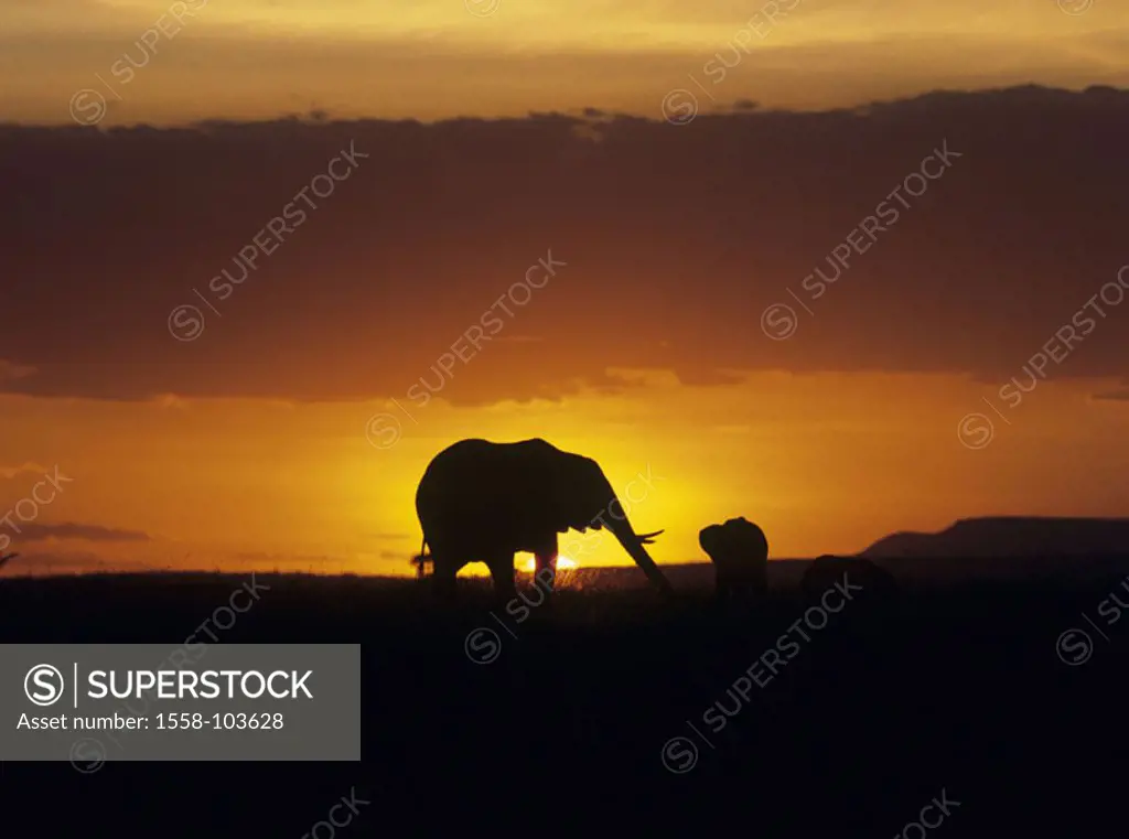 African elephant, Loxodonta africana, sunset