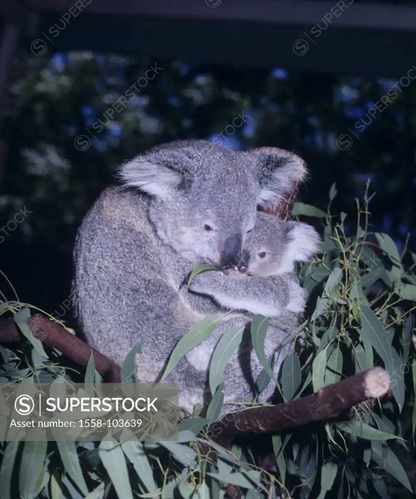 Koala, Phascolarctos cinereus, parents animal, young, tree