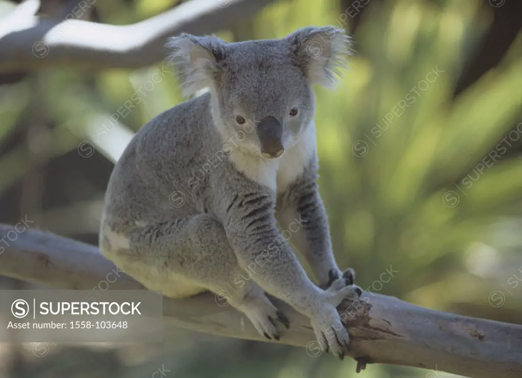 Koala, Phascolarctos cinereus, tree