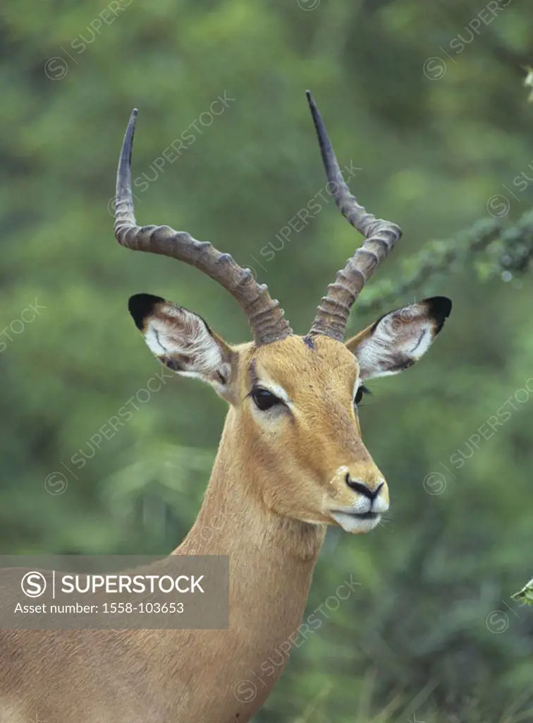 Impala, Aepyceros melampus,