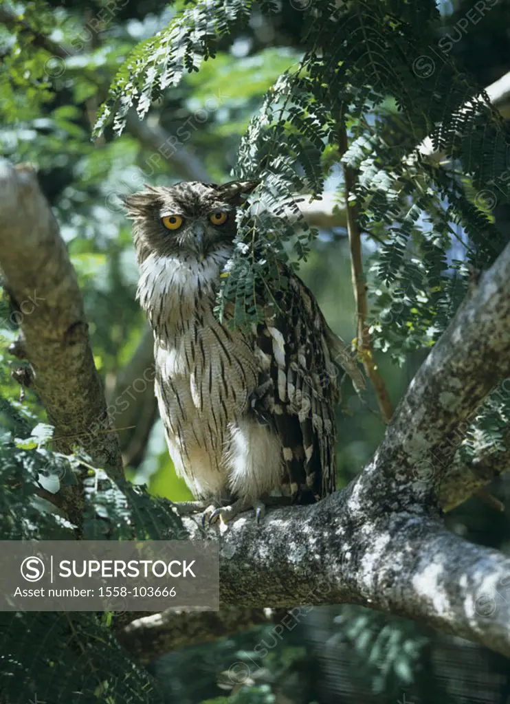 Fish owl, Ketupa ceylonensis, tree