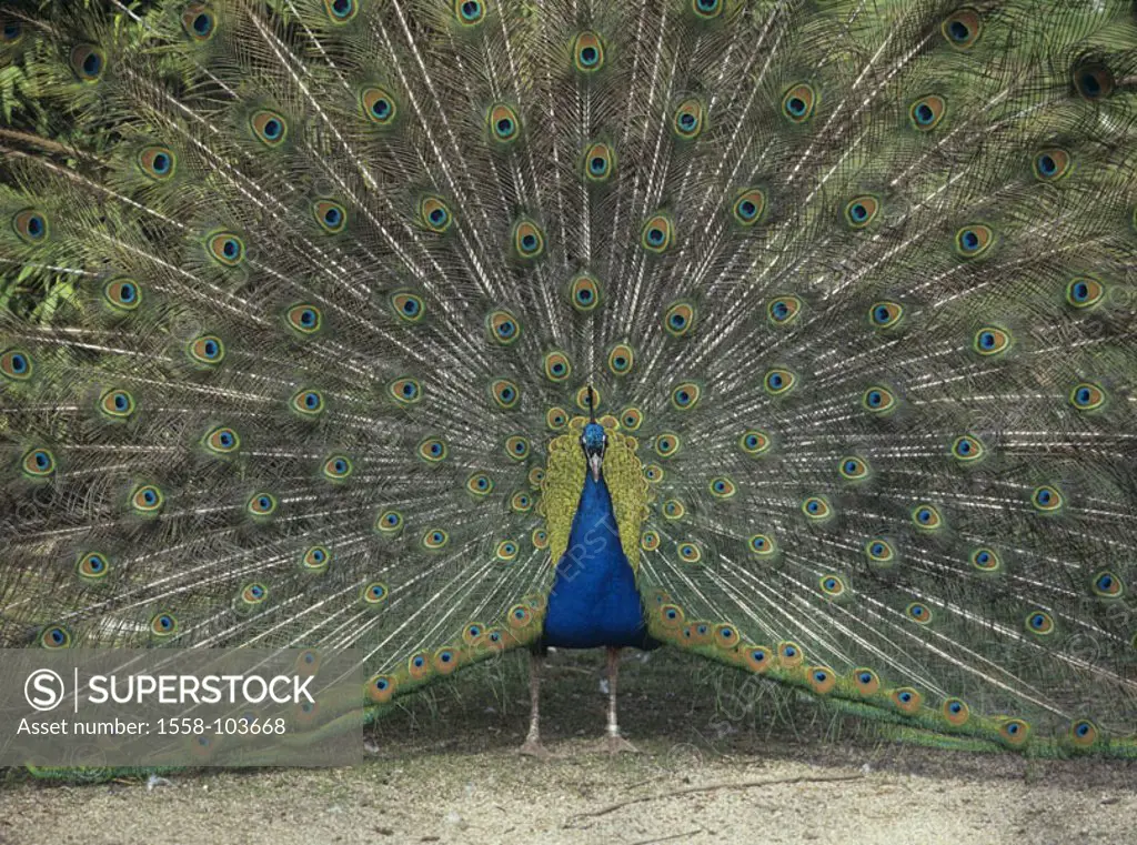 Blue peacock, Pavo cristatus, male,