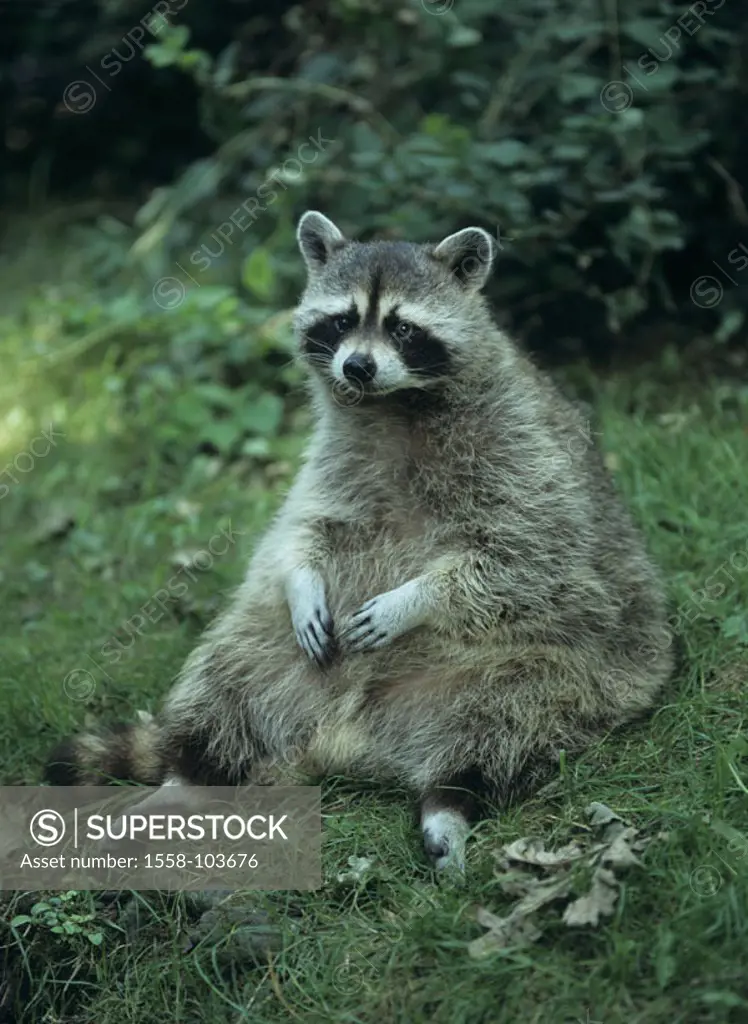 Raccoon, Procyon lotor, meadow, sitting