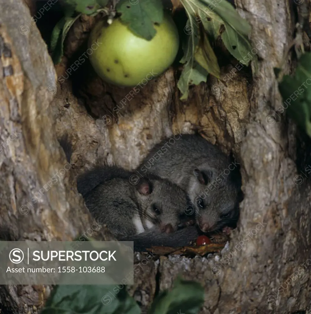 St. Swithin´s Day, Glis glis, two, tree cave, sleeping