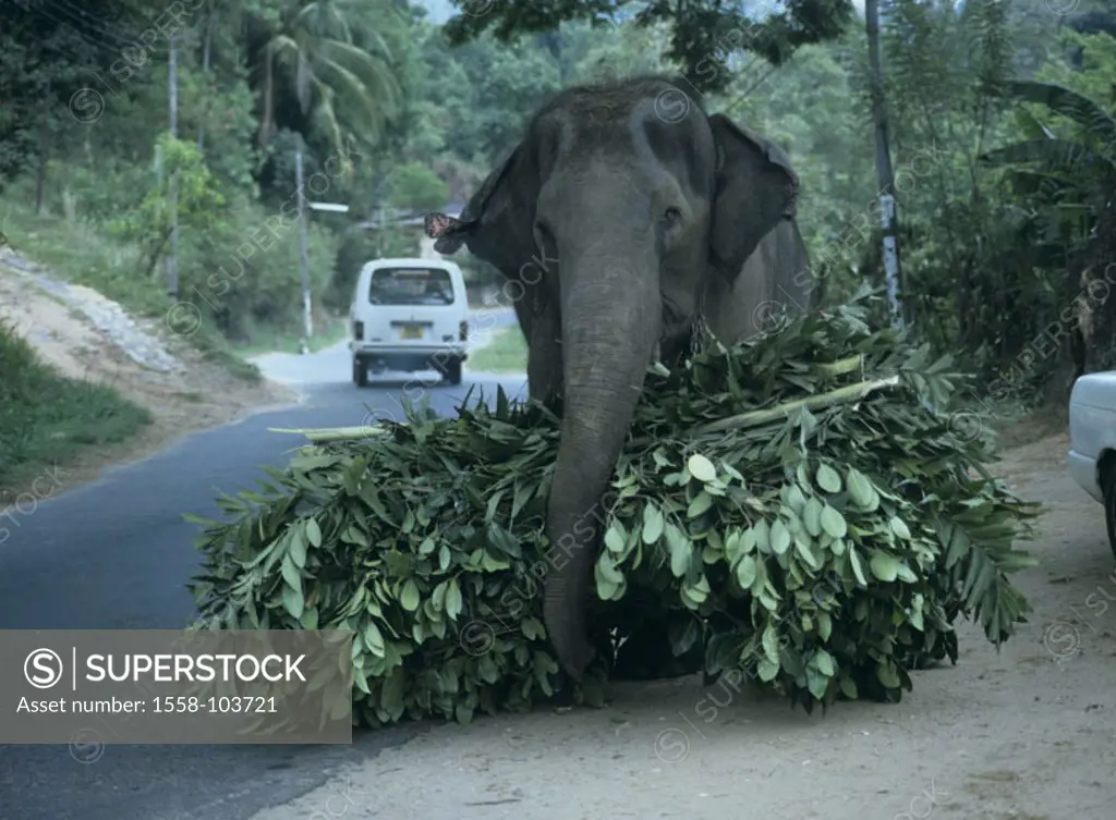 Street, Indian elephant, Elephas Maxi mash, feed, carries