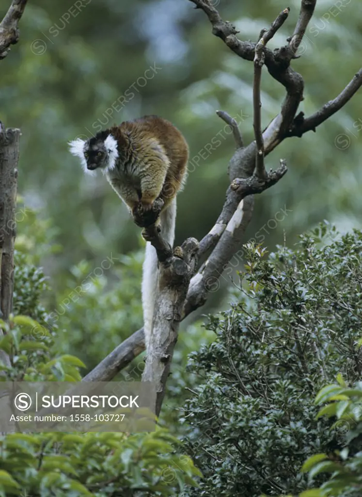 Mohrenmaki, Lemur macaco, tree