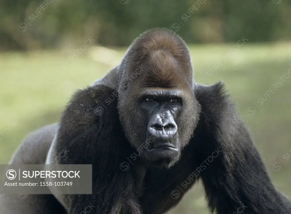 Lowland gorilla, gorilla, gorilla gorilla, males,