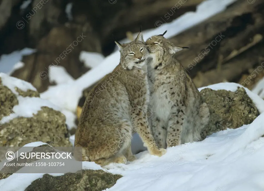 Lynxes, Lynx lynx, two, snow, sitting, licks