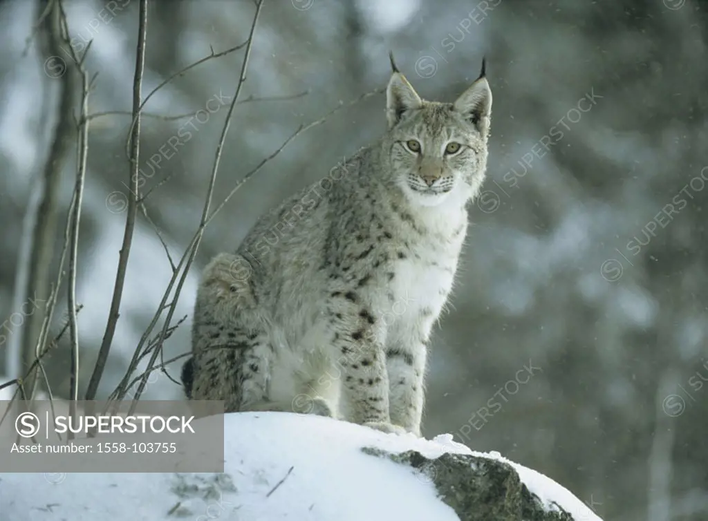 Lynx, Lynx lynx, winters