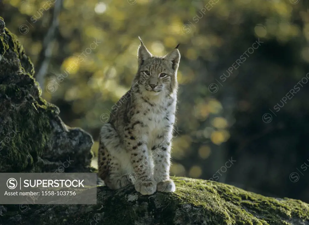 Lynx, Lynx lynx,
