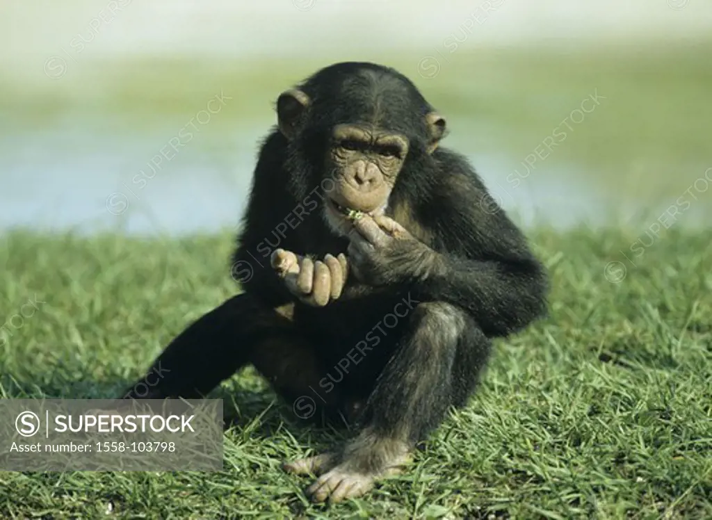Chimpanzee, pan troglodytes, young, grass