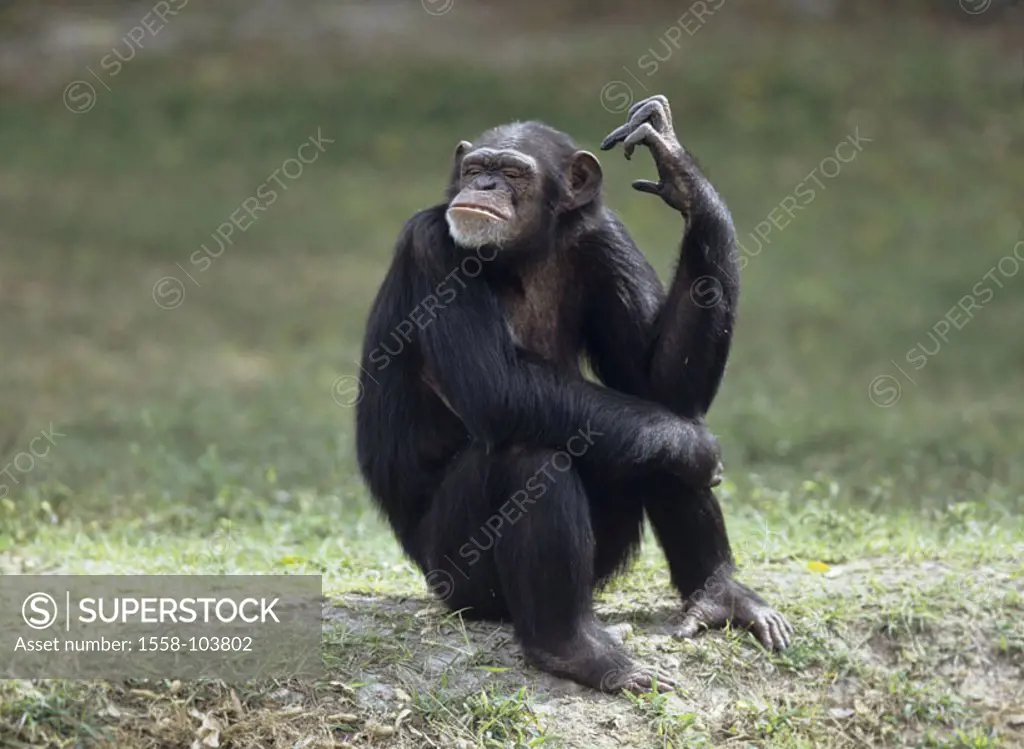 Chimpanzee, pan troglodytes, meadow, sitting, gesture,