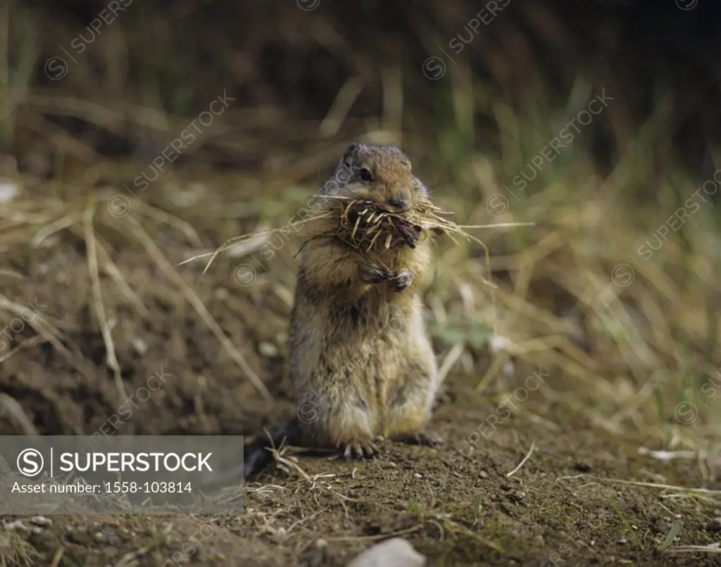 North American chipmunk, Nistmaterial, collects