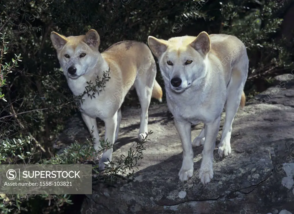 Dingos, Canis lupus dingo, two, rocks