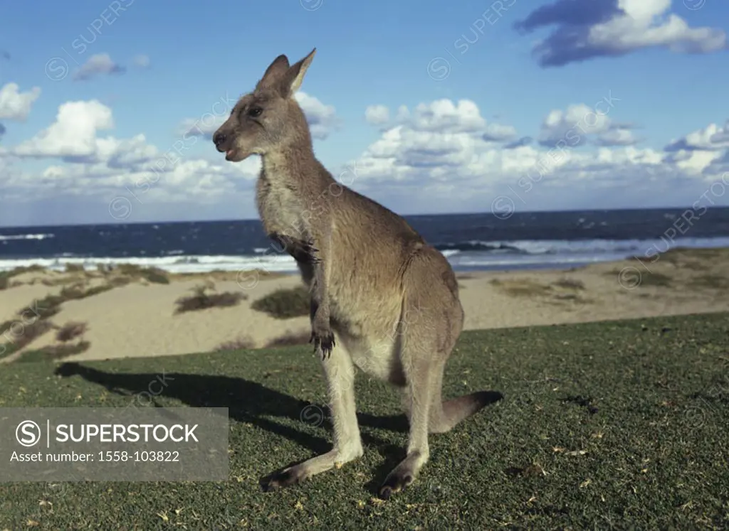 Gray giant kangaroo, beach,