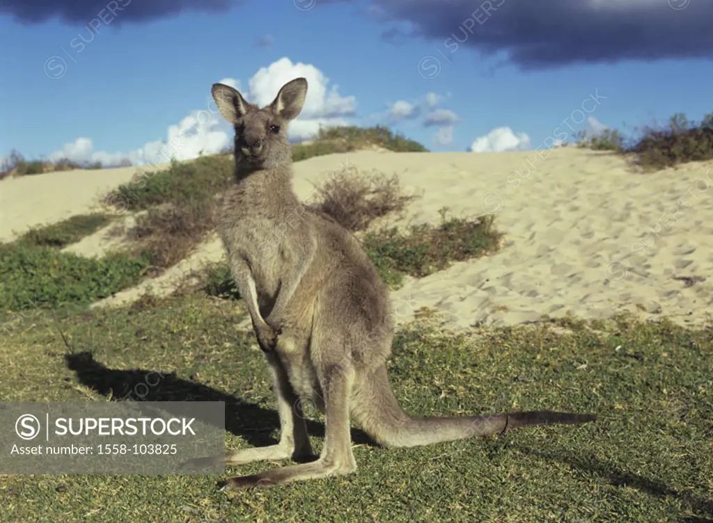 Gray giant kangaroo, beach,