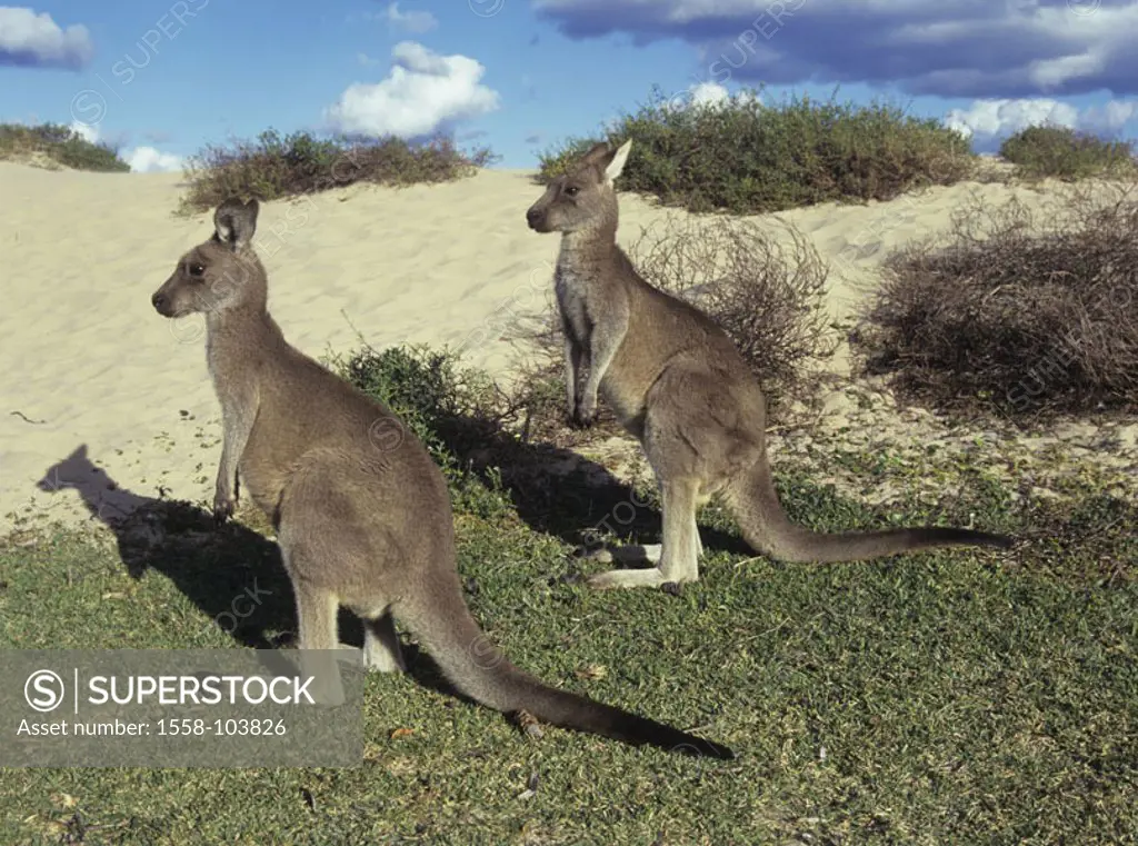 Gray giant kangaroos, beach,