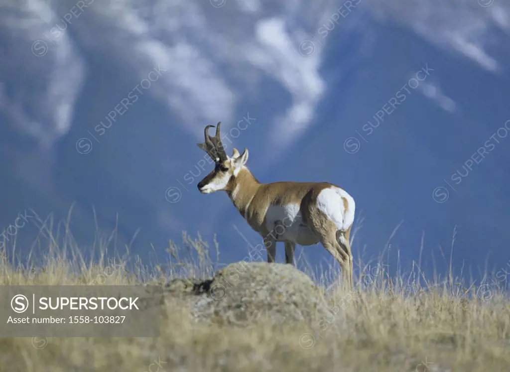 Pronghornantilope, mountainside,