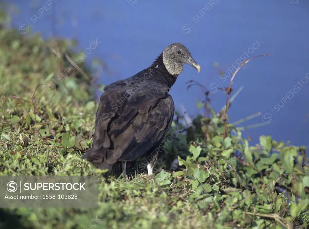 Raven vultures, water, sit