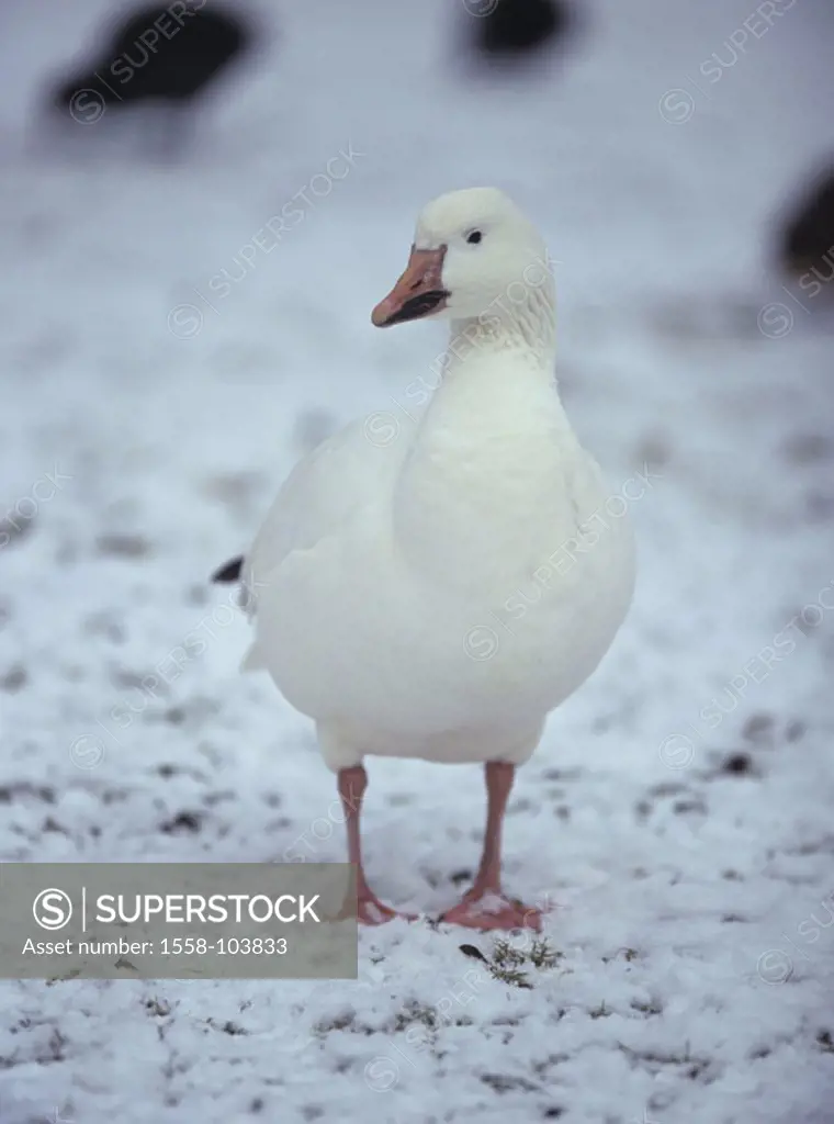 Snow goose, winters,