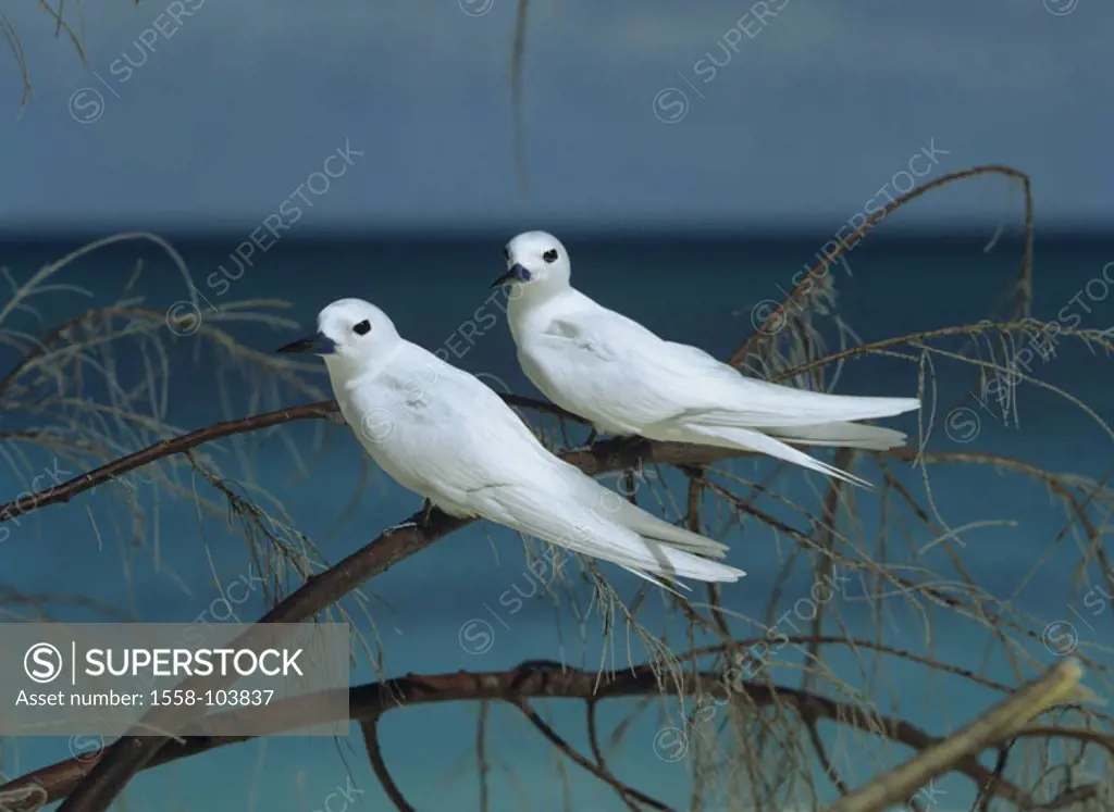 Fairy terns, two, branch, sea,