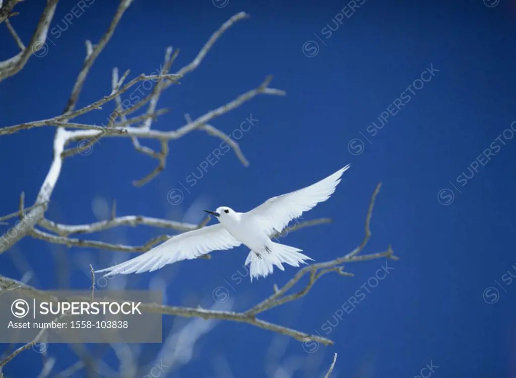 Fairy tern, flight,