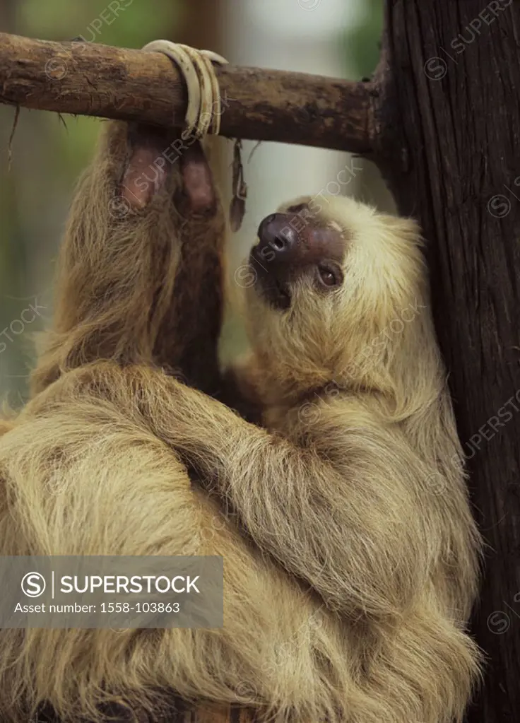 Two finger sloth, Choloepus didactylus, branch