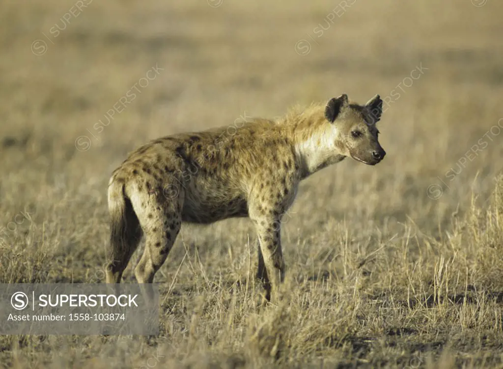 Dot hyena, Crocuta crocuta,