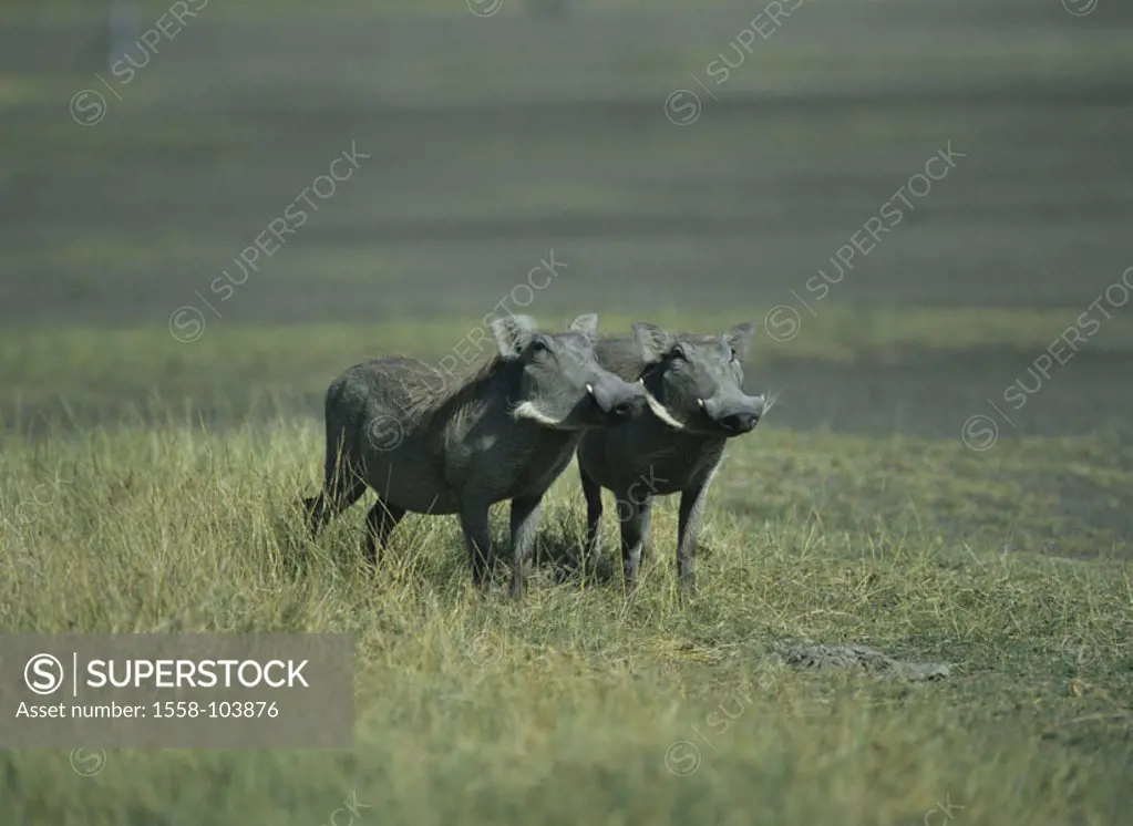 Warthogs, Phacochoerus aethiopicus,