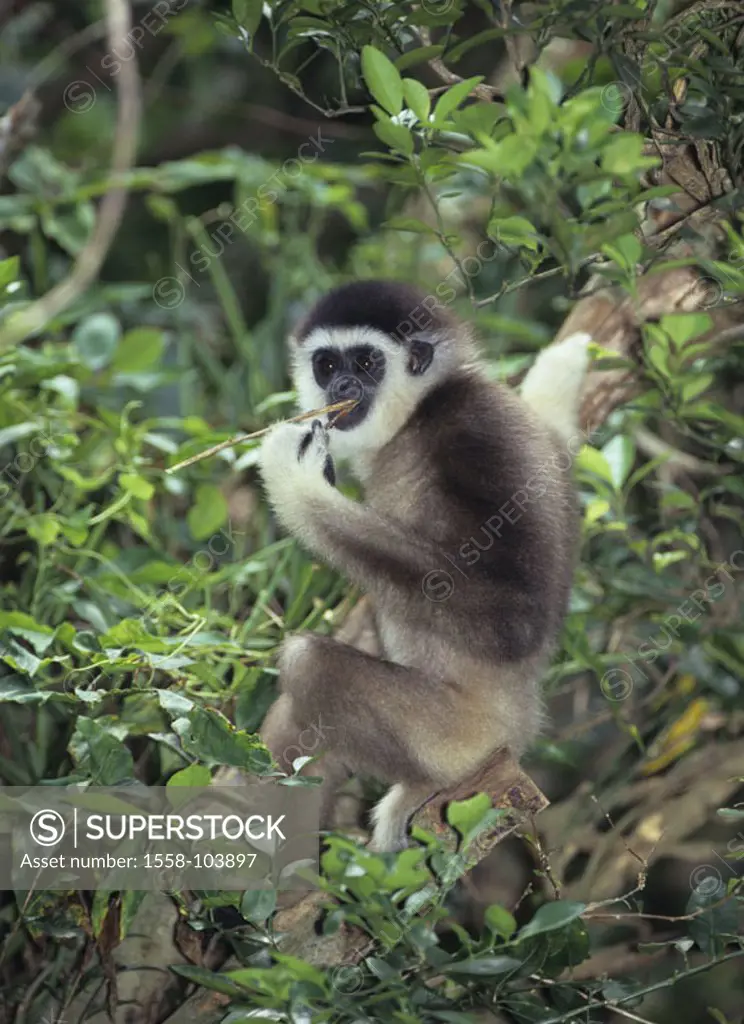 sitting Borneo gibbon, tree,