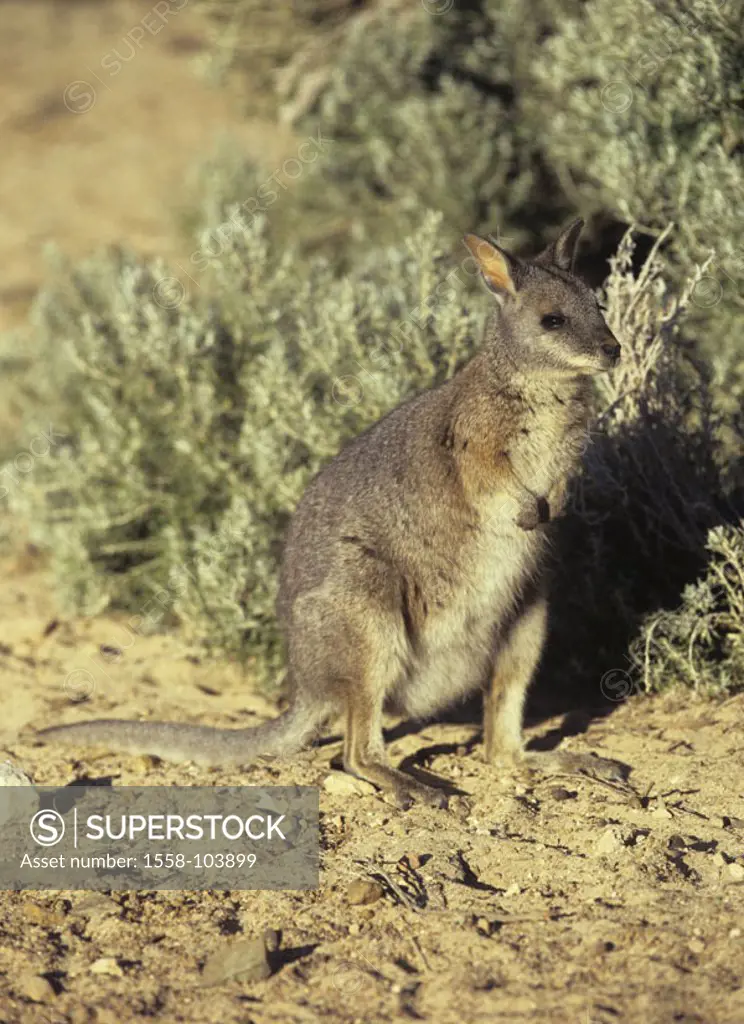 Tammar wallaby, Macropus eugenii,