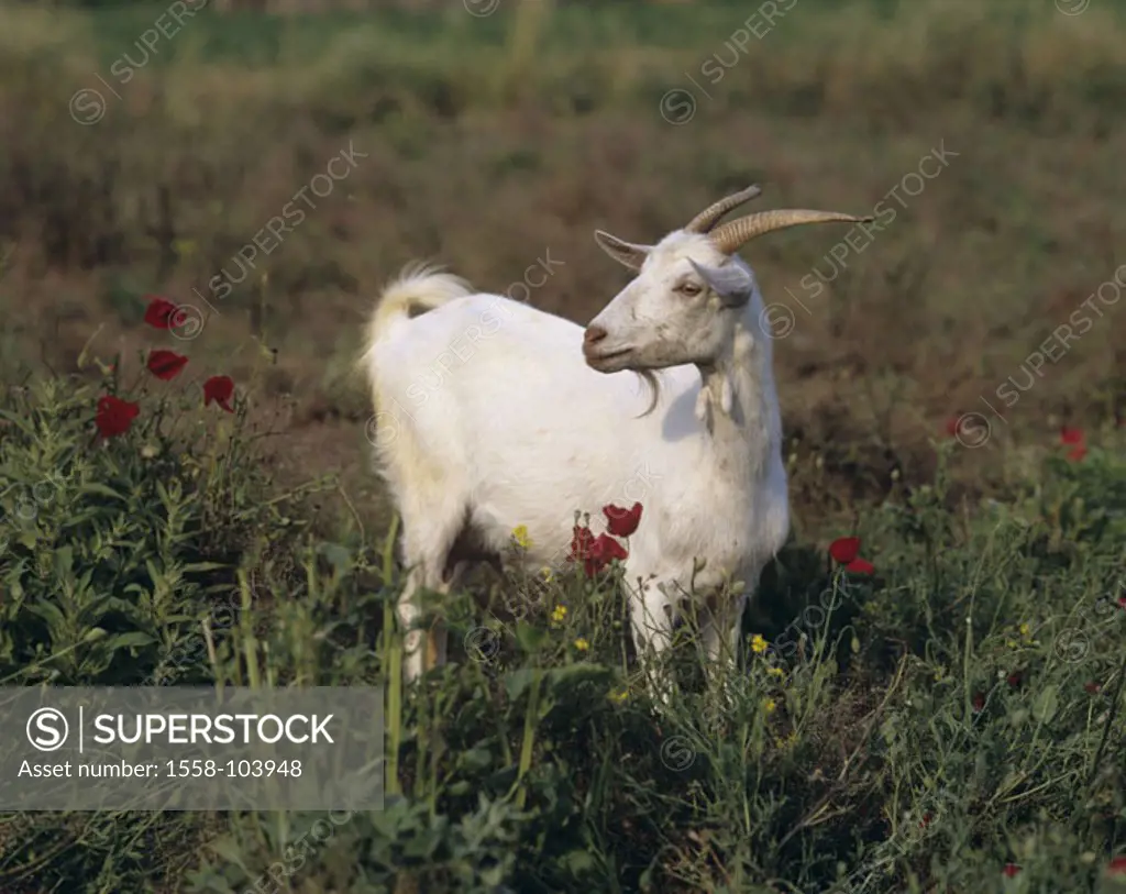 Whites house goat
