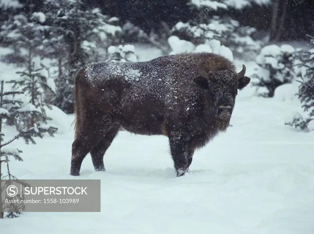 Bison, bison bonasus, winters