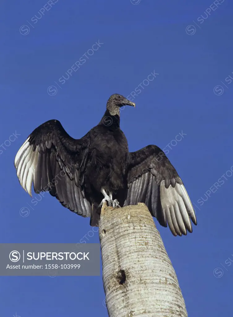 Raven vultures, wings, extend