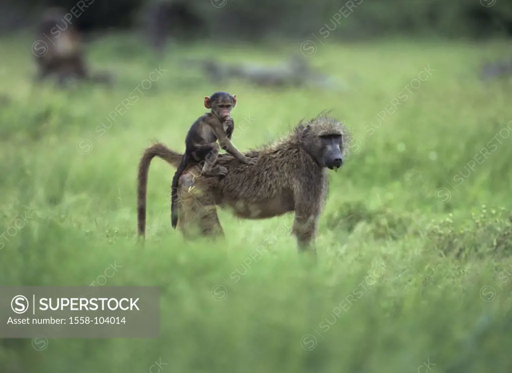 Bear baboon, young, backs, carries