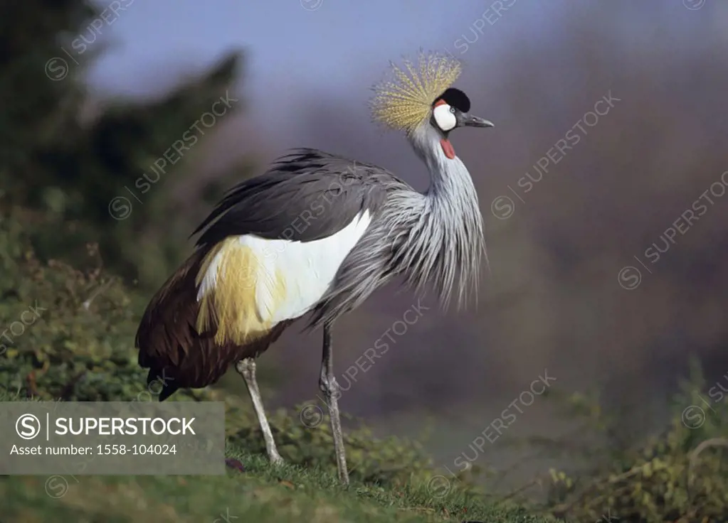 Crown crane, Balearica regulorum,