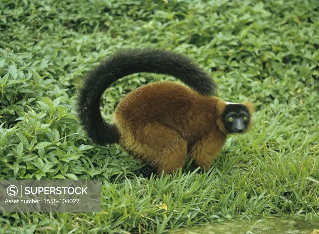 Red Lemur, grass, sit