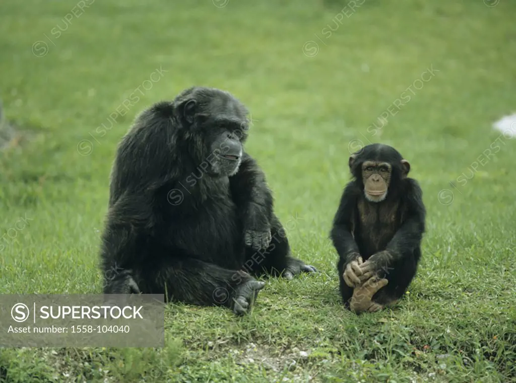 Chimpanzee, parents animal, young, meadow,