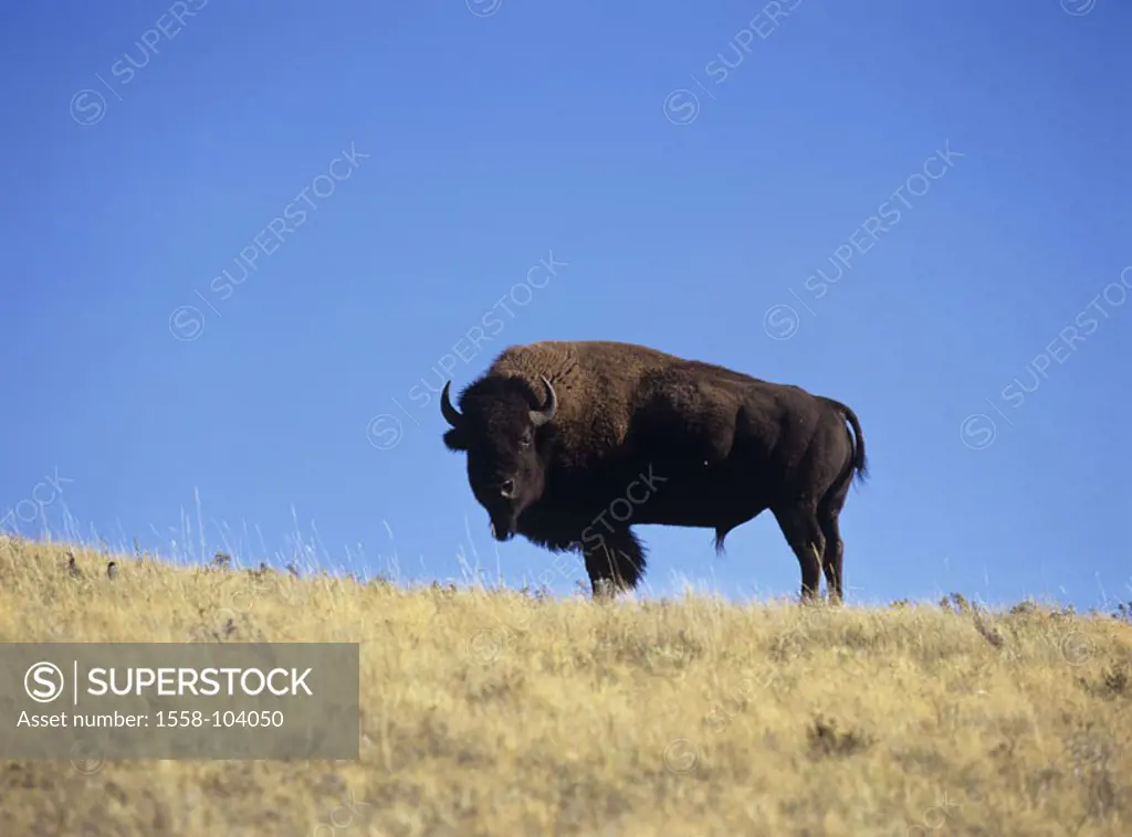 Bison, prairie,