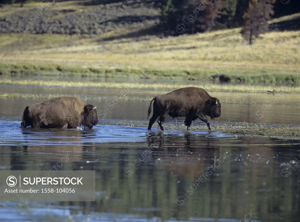 Bison herds, river, cross