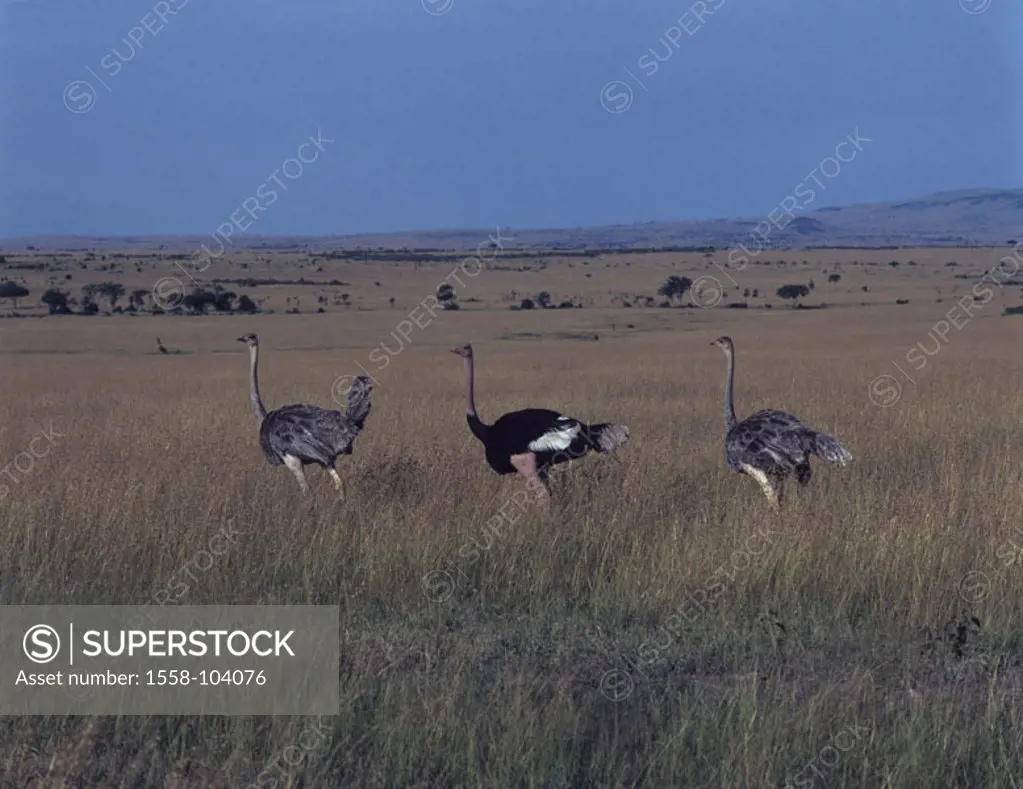 Massai-Strauße, Struthio camelus massaicus, male, female