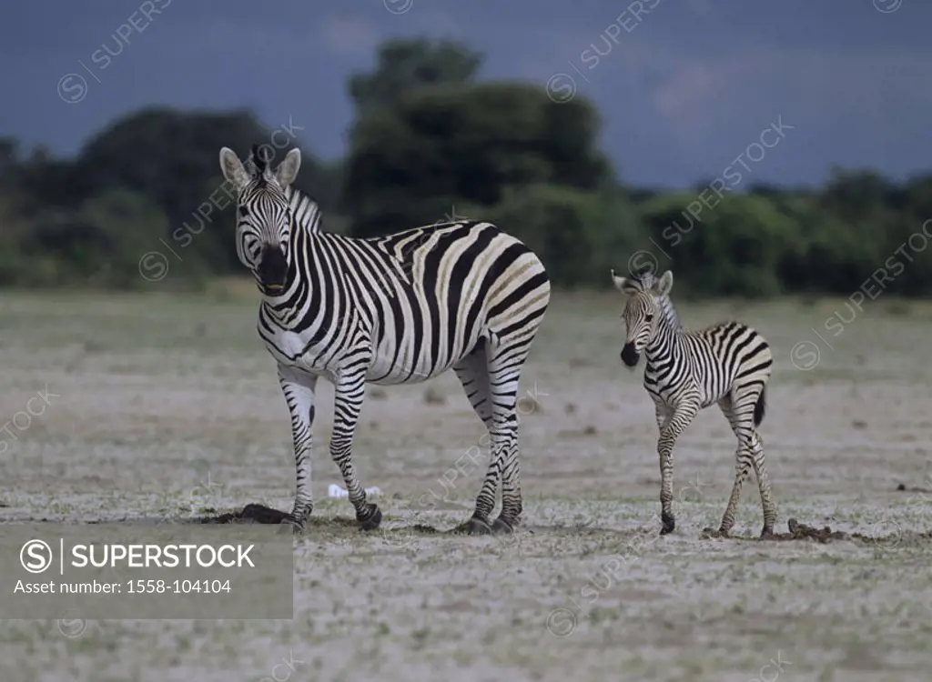 Steppe zebra, foals,
