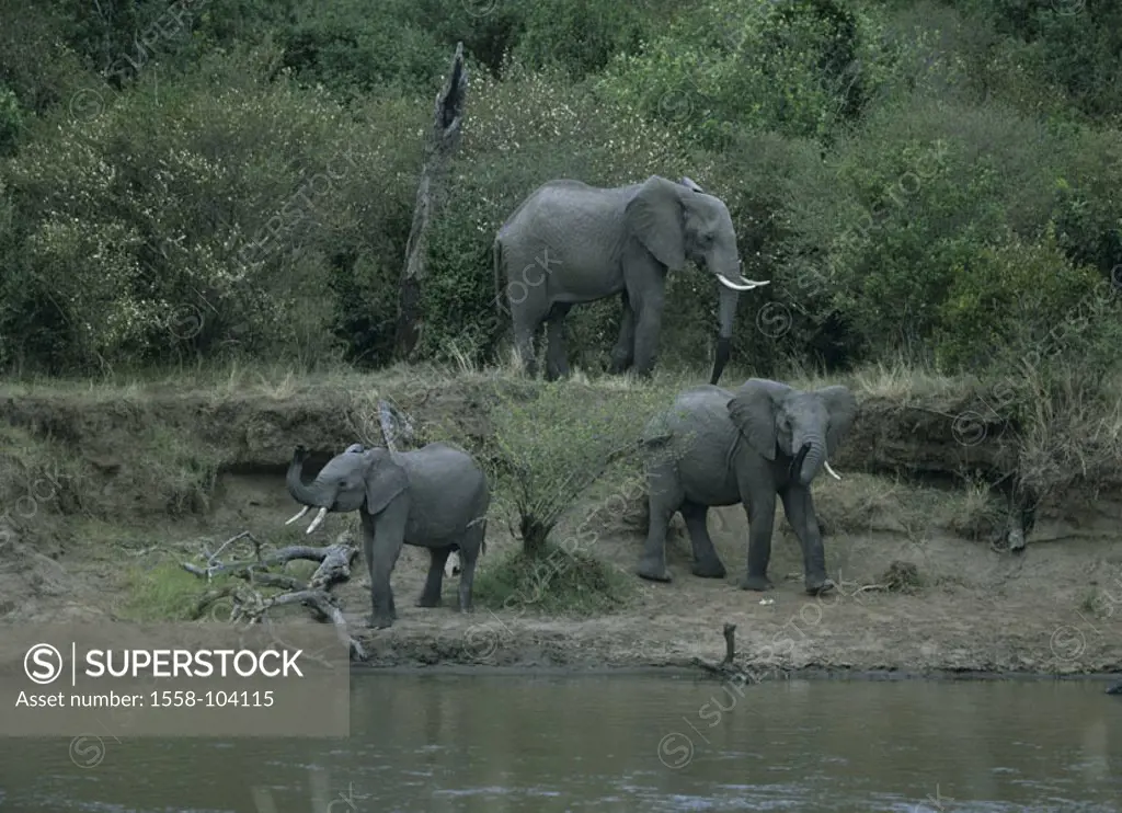 African elephants, river,