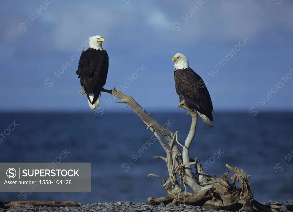 Know head marine eagles, two, tree, sea,